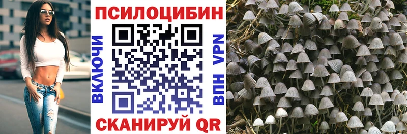 Купить где  Нестеров  Псилоцибиновые грибы прущие грибы 